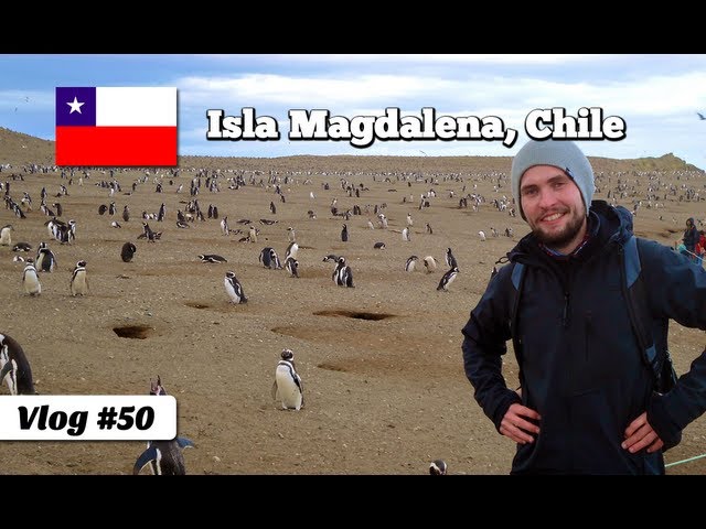 Walking with Penguins on Magdalena Island in Chile (Travel Video Blog 50)